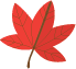 fall leaf icon